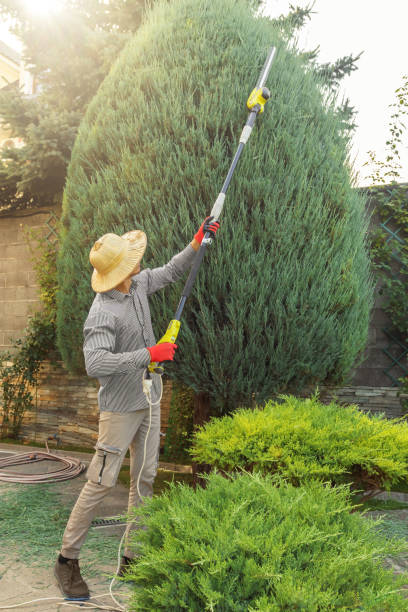 How Our Tree Care Process Works  in  Warm Beach, WA